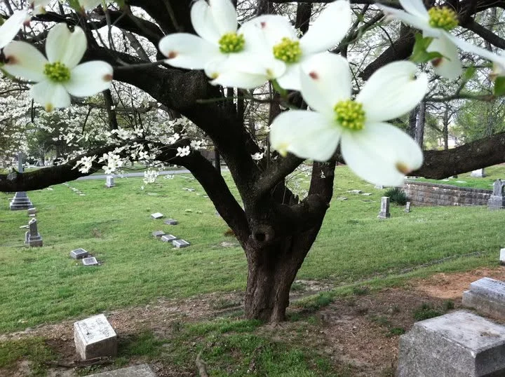 dogwood