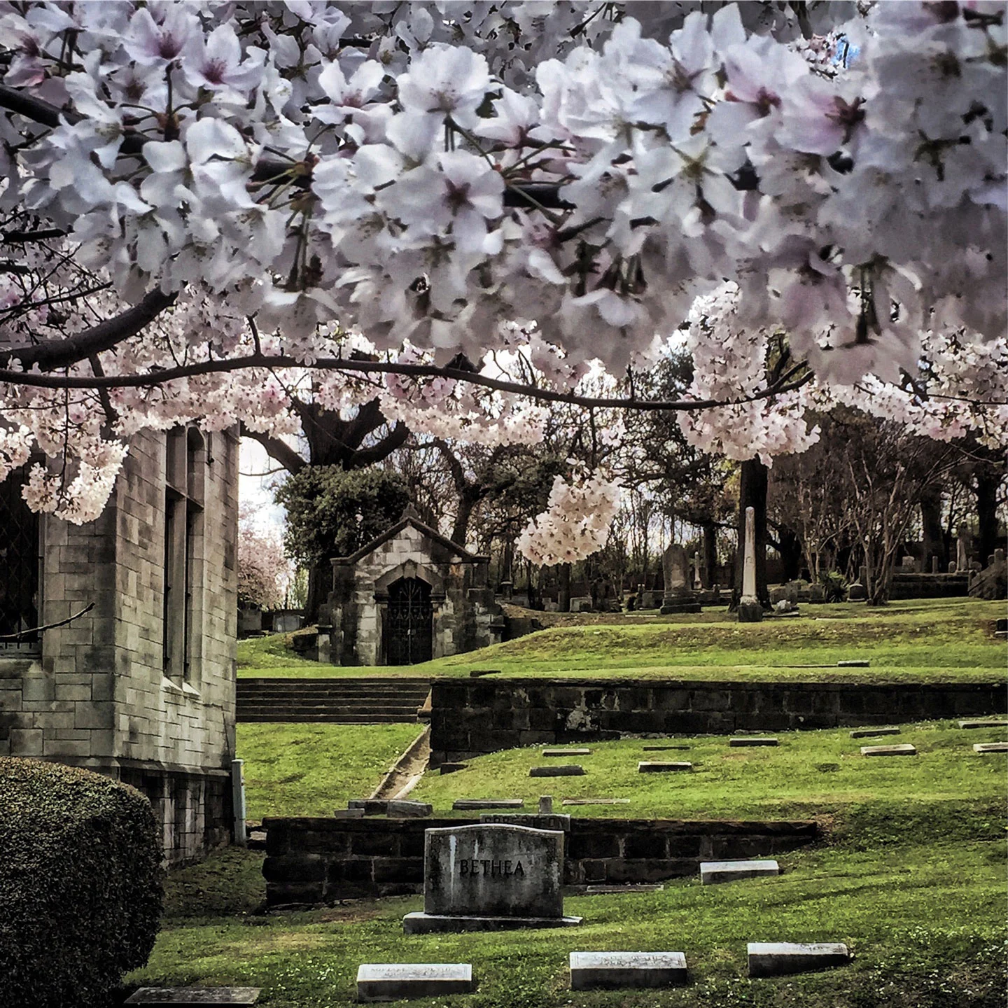 tree blossoms